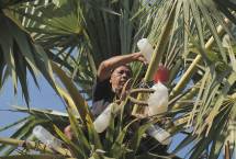 Petani memberikan pupuk di tanaman