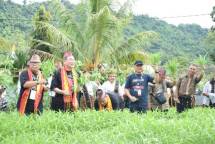  Foto-Uskup Labuan Bajo, Mgr. Maksimus Regus dan Kardinal Tarcisio Kikuchi SVD saat melakukan panen sayuran organik di Paroki St. Teresia Datak, Manggarai Barat. Dok. Caritas Indonesia