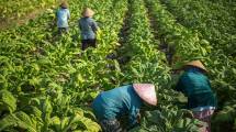 Industri Rokok Terancam PHK, Petani Tembakau dan Cengkeh Ikut Terdampak