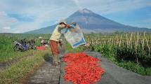 Petani menjemur hasil panen